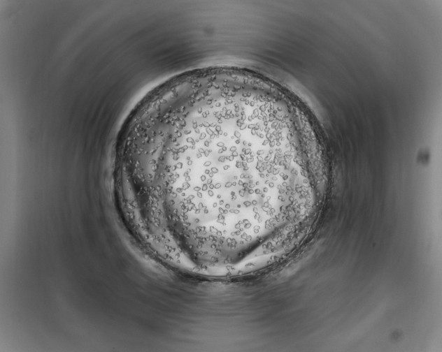 X0000100971124200807151345