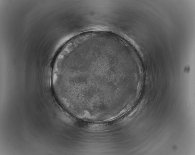 X0000100971171200807151344