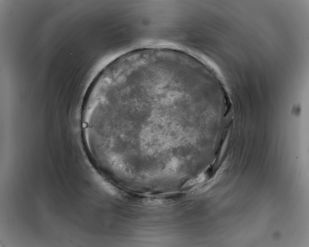 X0000100971231200807151344
