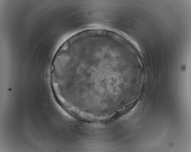 X0000100971239200807151344