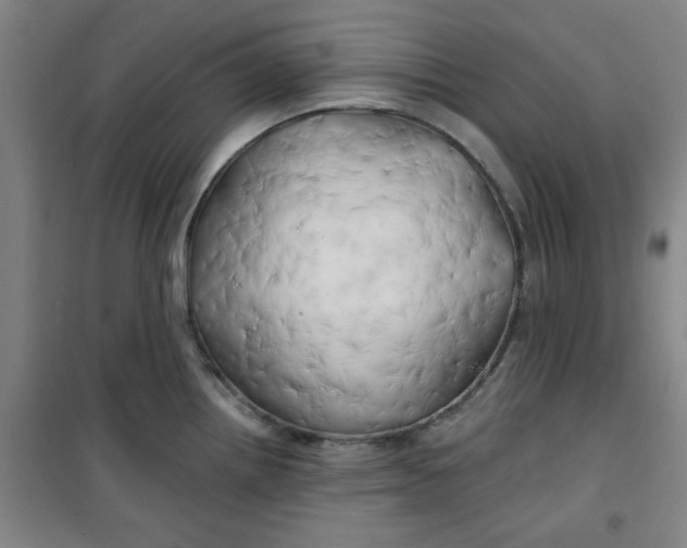 X0000100971242200807151344