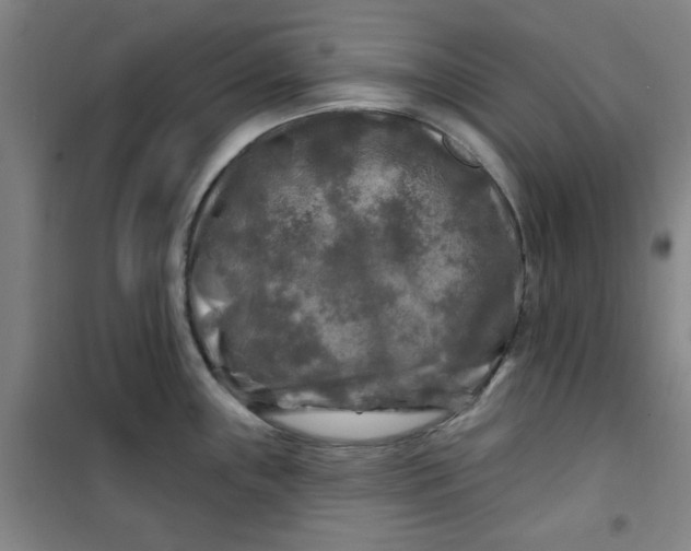 X0000100971243200807151344