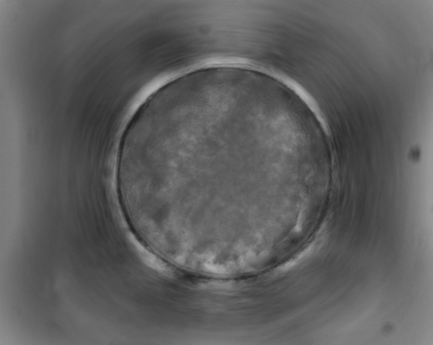 X0000100971245200807151344