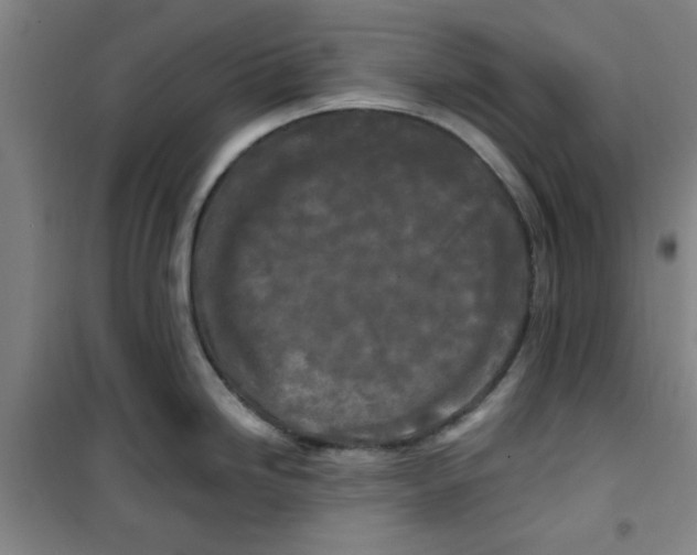 X0000100971246200807151344
