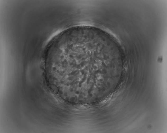 X0000100971255200807151343