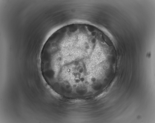 X0000100971287200807151343