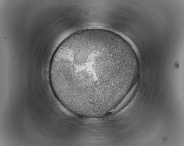 X0000100971333200807151342