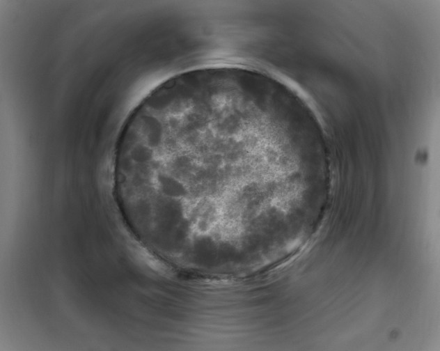 X0000100971415200807151340