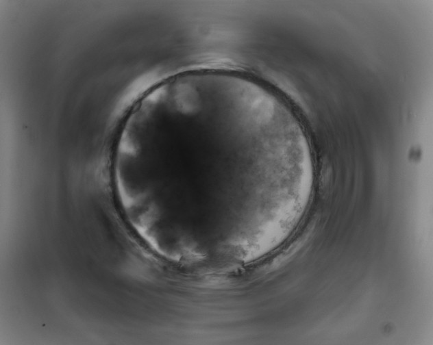 X0000100971455200807151340