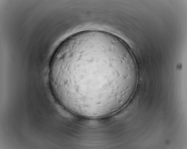 X0000100971507200807151338