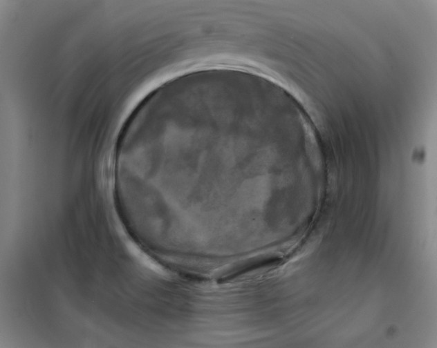 X0000100971515200807151339