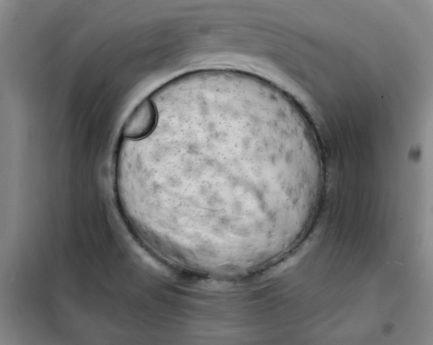 X0000100971517200807151339