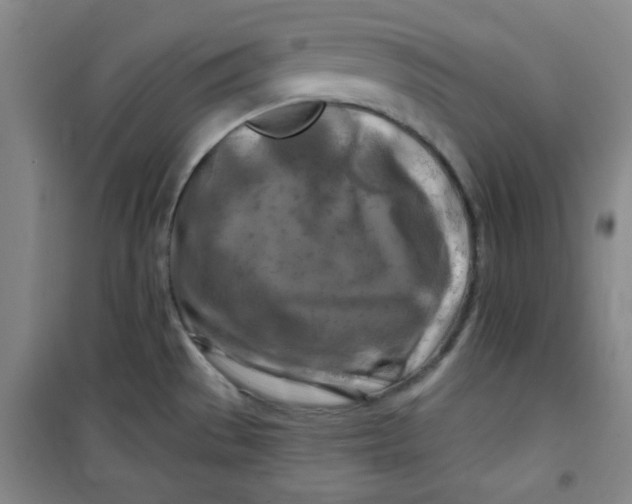 X0000100971529200807151339