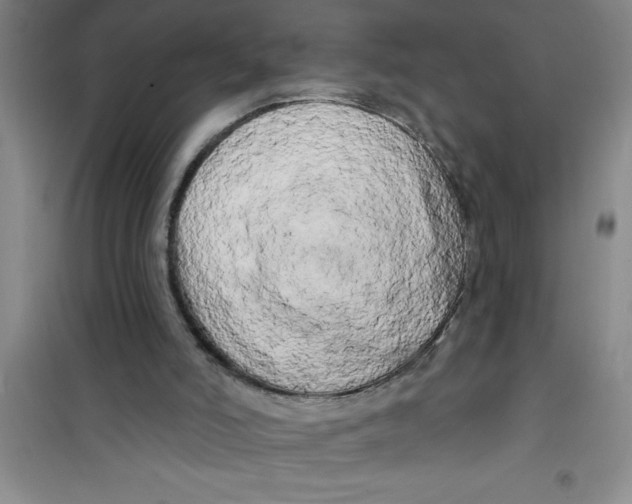 X0000100970006200807221221