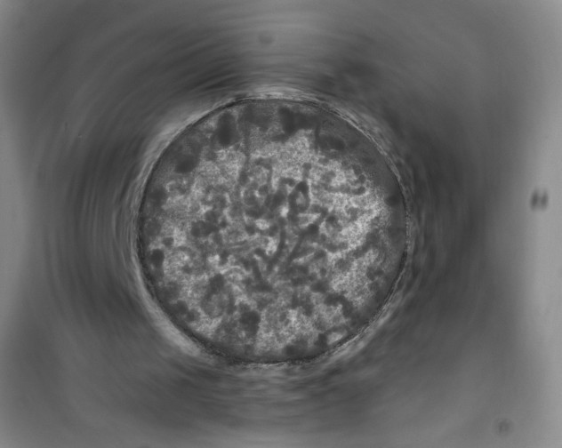 X0000100970049200807221219