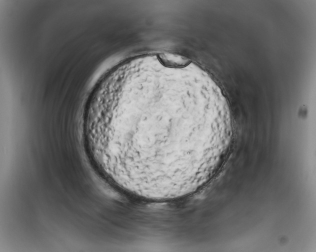 X0000100970054200807221219