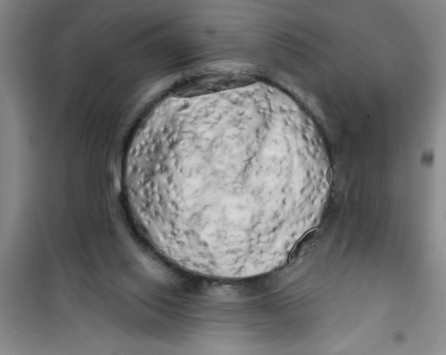 X0000100970062200807221220