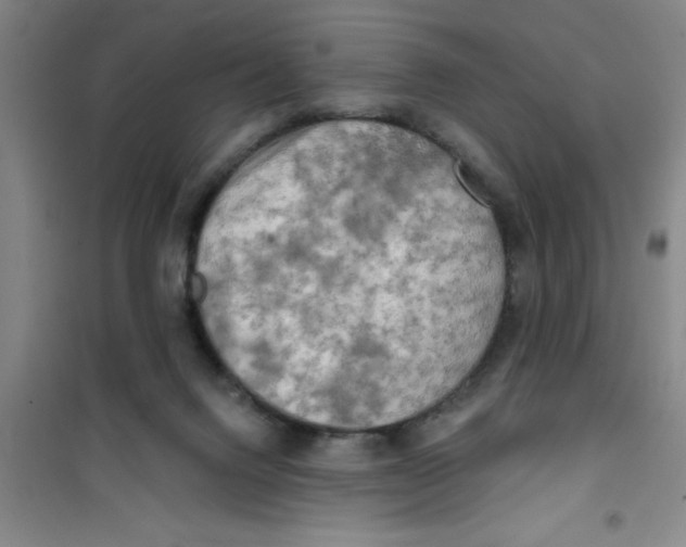 X0000100970072200807221220