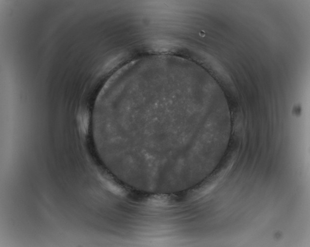 X0000100970076200807221220