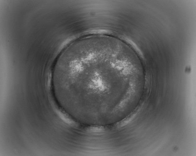 X0000100970110200807221219