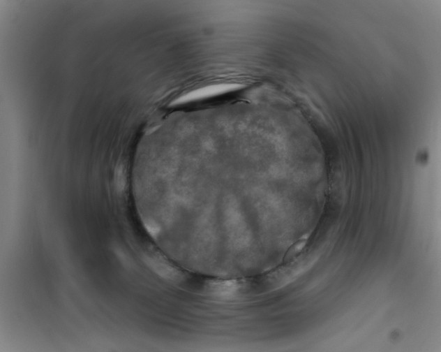 X0000100970131200807221219