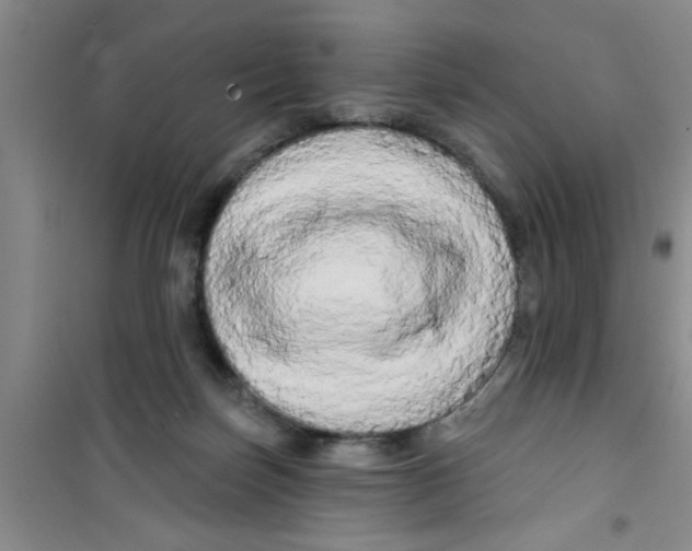 X0000100970171200807221218