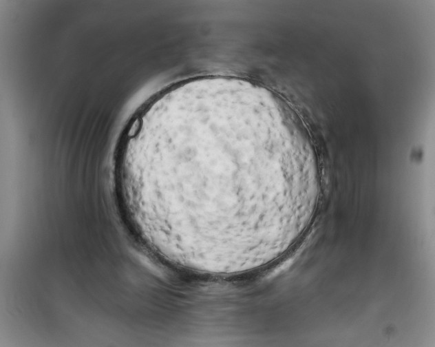 X0000100970246200807221217