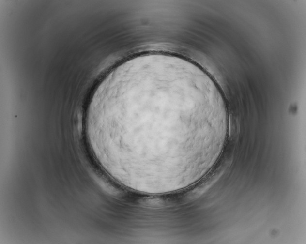 X0000100970253200807221217