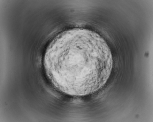 X0000100970262200807221217