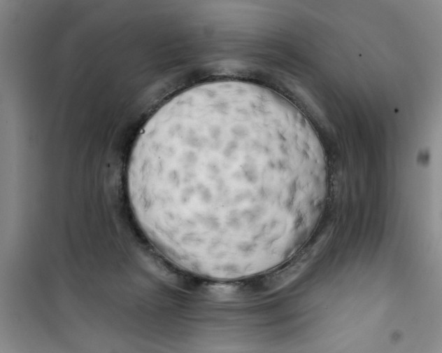 X0000100970265200807221217