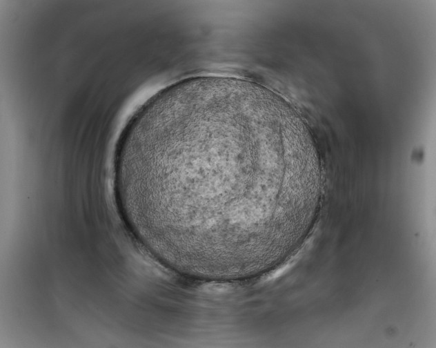 X0000100970294200807221216