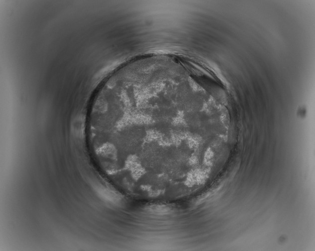 X0000100970299200807221216