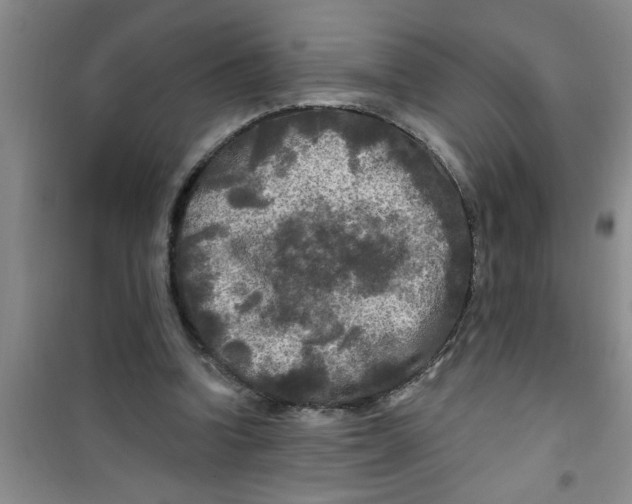 X0000100970346200807221215