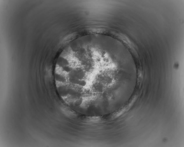X0000100970377200807221216