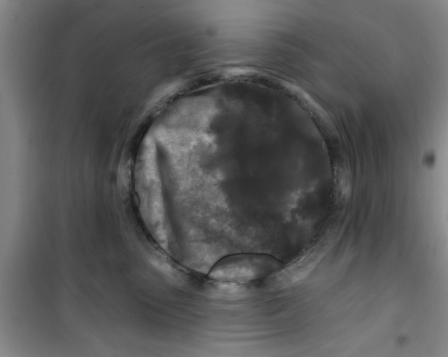 X0000100970475200807221214