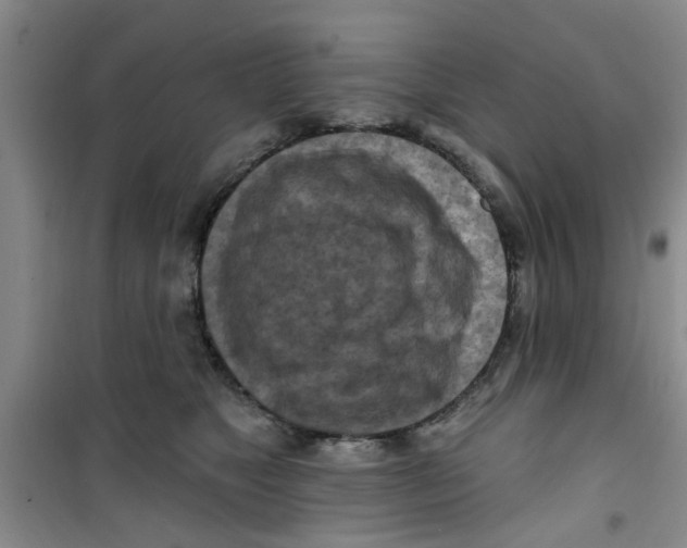 X0000100970517200807221213