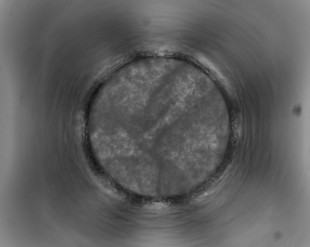 X0000100970594200807221212