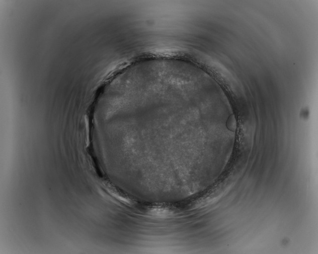 X0000100970596200807221212