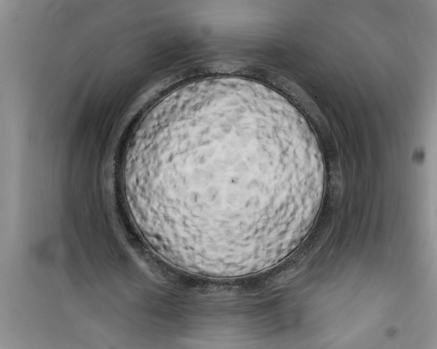 X0000100970626200807221210