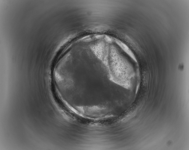 X0000100970634200807221211
