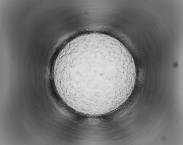 X0000100970636200807221211