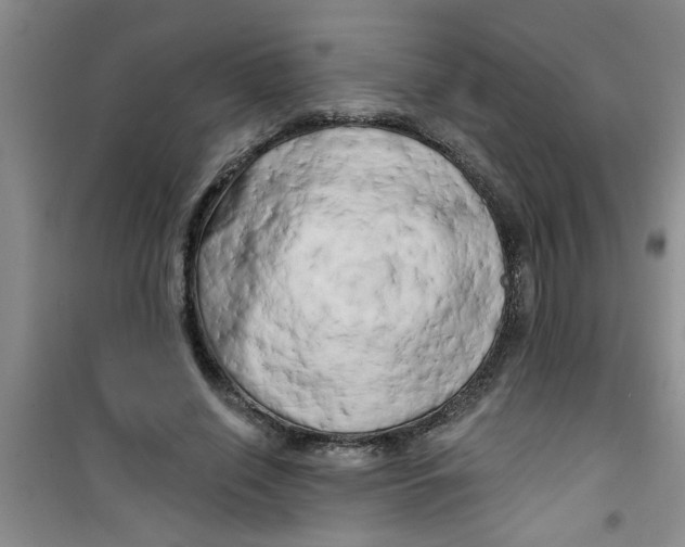 X0000100970638200807221211