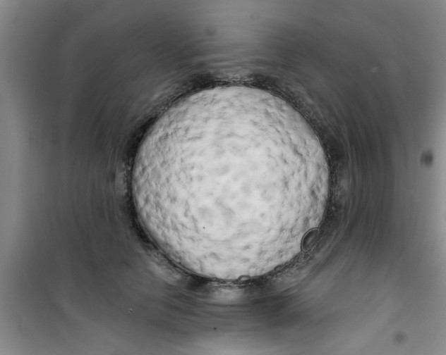 X0000100970658200807221211