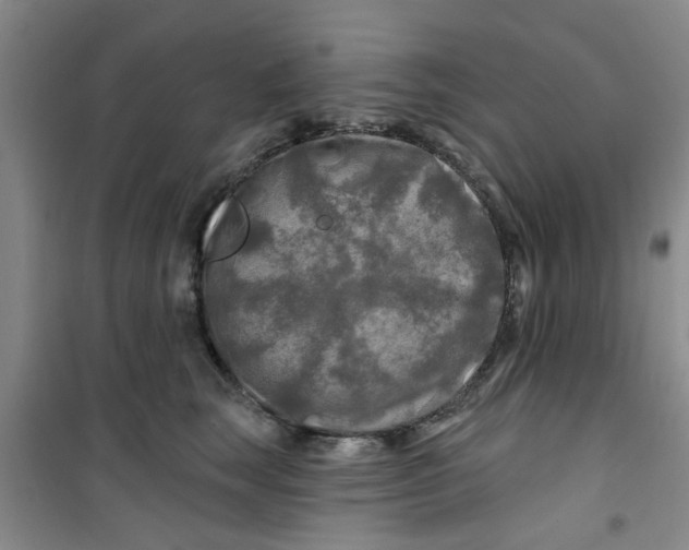 X0000100970663200807221211