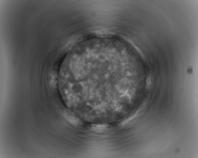 X0000100970671200807221211