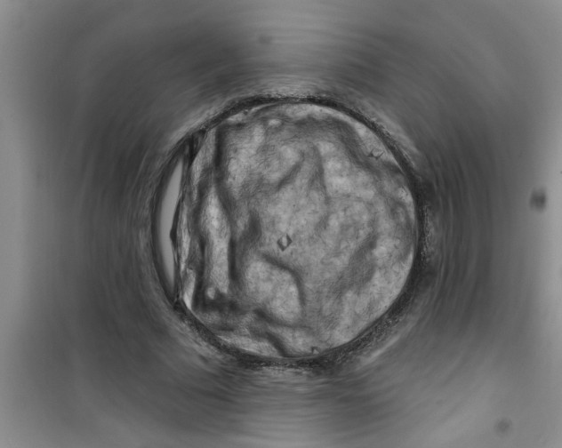 X0000100970681200807221210