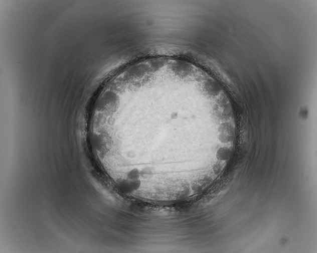 X0000100970683200807221210