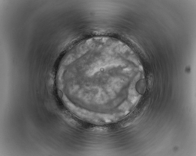 X0000100970691200807221210