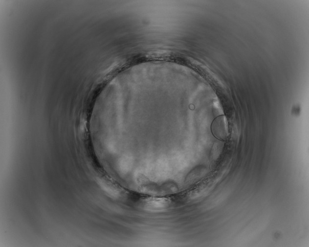 X0000100970711200807221209
