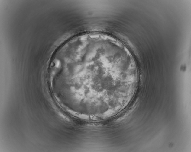 X0000100970721200807221209